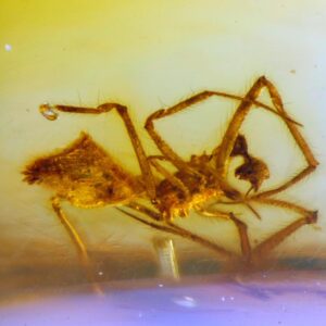 Hallan en Simojovel en un ámbar especie de araña que data de 23 millones de años