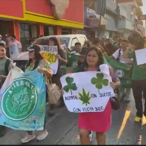 Exige movimiento cannábico en Chiapas legalizar la marihuana