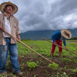 Cumplen metas en programas para el campo