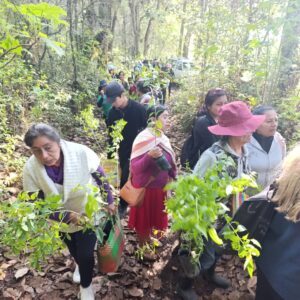 Comité de Cuenca del Valle de Jovel, impulsa reforestación en los Altos de Chiapas para mitigar el calentamiento global