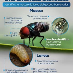 EU y México reactivarán planta productora de moscas estériles en Chiapas; buscan combatir al gusano barrenador