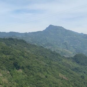 Organizaciones de la Sociedad Civil exigen la suspensión inmediata de la Carretera San Cristóbal-Palenque por daños ambientales y violación a Derechos Indígenas